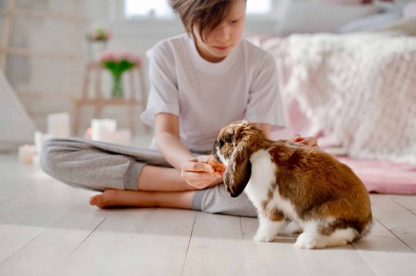 Quels sont les aliments à éviter pour maintenir la santé d'un lapin?