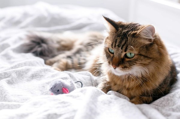 Jouets pour Chats: Divertissement et Exercice