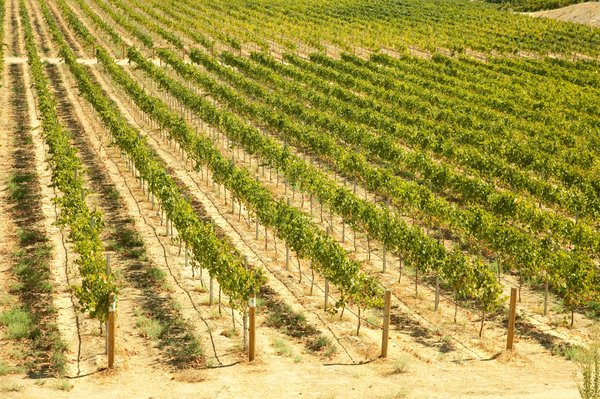 Quelles sont les régions viticoles de la Corse propices à l'achat de domaines viticoles ?